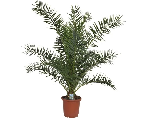 Kanarische Dattelpalme FloraSelf Phoenix Canariensis H 120-140 Cm Co 12 L 3 Kanarische Dattelpalme FloraSelf Phoenix Canariensis H 120-140 Cm Co 12 L