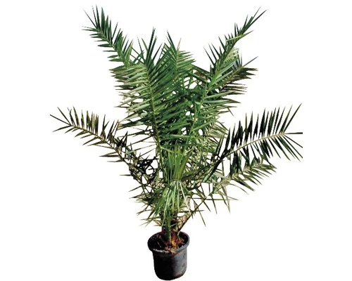 Kanarische Dattelpalme FloraSelf Phoenix Canariensis H 120-140 Cm Co 12 L 4 Kanarische Dattelpalme FloraSelf Phoenix Canariensis H 120-140 Cm Co 12 L – Bild 2