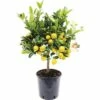 FloraSelf Zwergorange-Stämmchen Citrofortunella Mitis Ø 21 Cm Topf -Hornbach Gartenmarkt DV 8 7234655 01 4c DE 20190112035009