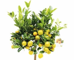 FloraSelf Zwergorange-Stämmchen Citrofortunella Mitis Ø 21 Cm Topf 5 FloraSelf Zwergorange-Stämmchen Citrofortunella Mitis Ø 21 Cm Topf -Hornbach Gartenmarkt DV 8 7234655 02 4c RO 20210610101751