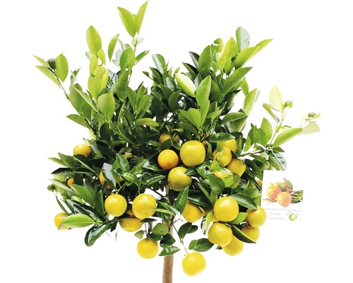 FloraSelf Zwergorange-Stämmchen Citrofortunella Mitis Ø 21 Cm Topf 4 FloraSelf Zwergorange-Stämmchen Citrofortunella Mitis Ø 21 Cm Topf – Bild 2