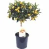 Kumquat-Stämmchen FloraSelf Citrus Japonica Ø 21 Cm Topf -Hornbach Gartenmarkt DV 8 7234661 01 4c DE 20190112035501