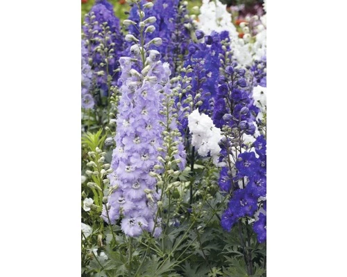 Rittersporn FloraSelf Delphinium X Hybride H 30-40 Cm Co 5 L 3 Rittersporn FloraSelf Delphinium X Hybride H 30-40 Cm Co 5 L