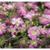 Schleierkraut FloraSelf Gypsophyla 'Karnaval' Ø 12 Cm -Hornbach Gartenmarkt DV 8 7253798 02 4c NL 20170512100223