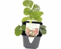 Erdbeere FloraSelf Fragaria X Ananassa 'Mara De Bois' Ø 9 Cm Topf