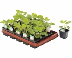 Erdbeere FloraSelf Fragaria X Ananassa Ø 7 Cm Topf