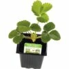 Hänge-Erdbeere FloraSelf Fragaria X Ananassa Ø 7 Cm Topf -Hornbach Gartenmarkt DV 8 7423306 01 4c DE 20201124121424