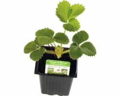 Hänge-Erdbeere FloraSelf Fragaria X Ananassa Ø 7 Cm Topf