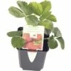 Frühe-Erdbeere FloraSelf Fragaria X Ananassa 'Honeoye' Ø 9 Cm Topf -Hornbach Gartenmarkt DV 8 7423307 01 4c DE 20201124121424