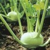 Kohlrabi Weiß FloraSelf Brassica Oleracea 'Oasis' Ø 14 Cm Topf
