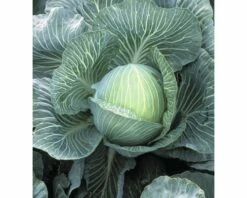 BIO Weißkraut FloraSelf 6 Stk.