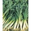 BIO Porree, Lauch FloraSelf 6 Stk. 2 BIO Porree, Lauch FloraSelf 6 Stk. -Hornbach Gartenmarkt DV 8 7446550 01 4c DE 20200120084656 1