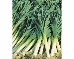 Porree FloraSelf Schale Mit 20 Pflanzen