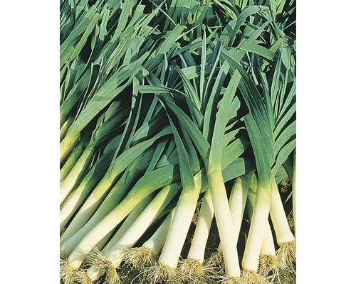 Porree FloraSelf Schale Mit 20 Pflanzen 3 Porree FloraSelf Schale Mit 20 Pflanzen