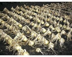 Lauchzwiebel FloraSelf Allium Cepa 20 Stk.