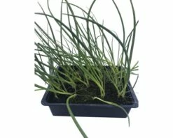 Lauchzwiebel FloraSelf Allium Cepa 20 Stk. -Hornbach Gartenmarkt DV 8 7446551 03 4c DE 20190402154754