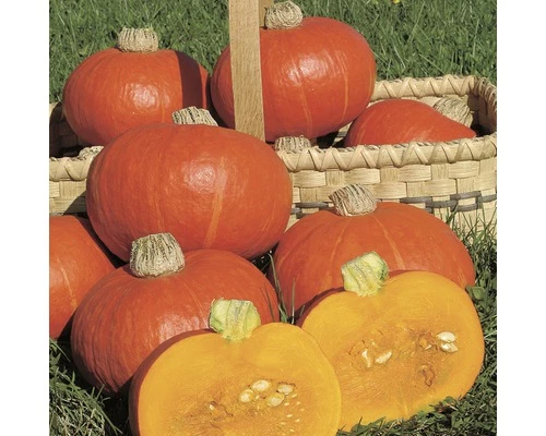 Kürbis 'Hokaido' FloraSelf Ø 10,5 Cm Topf 3 Kürbis 'Hokaido' FloraSelf Ø 10,5 Cm Topf