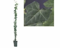 Efeu FloraSelf Hedera Hibernica H Ca. 190 Cm Co 5 L 10 Efeu FloraSelf Hedera Hibernica H Ca. 190 Cm Co 5 L -Hornbach Gartenmarkt DV 8 7447517 02 4c DE 20230301051652