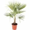 FloraSelf Hanfpalme Trachycarpus Fortunei H 60-80 Cm Ø 25 Cm Topf 1 FloraSelf Hanfpalme Trachycarpus Fortunei H 60-80 Cm Ø 25 Cm Topf -Hornbach Gartenmarkt DV 8 7451217 03 4c DE 20171220050718