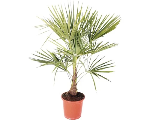 FloraSelf Hanfpalme Trachycarpus Fortunei H 60-80 Cm Ø 25 Cm Topf 3 FloraSelf Hanfpalme Trachycarpus Fortunei H 60-80 Cm Ø 25 Cm Topf
