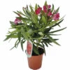 Oleander FloraSelf Nerium Oleander H 20-25 Cm Ø 14 Cm Topf -Hornbach Gartenmarkt DV 8 7463310 03 4c CH 20210609101757