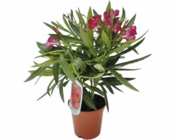 Oleander FloraSelf Nerium Oleander H 20-25 Cm Ø 14 Cm Topf