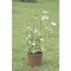 Blumenstütze FloraSelf 36 X H 77 Cm, Braun -Hornbach Gartenmarkt DV 8 7531910 01 4c DE 20180719084652