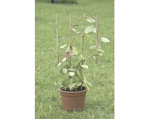 Blumenstütze FloraSelf 36 X H 77 Cm, Braun 3 Blumenstütze FloraSelf 36 X H 77 Cm, Braun