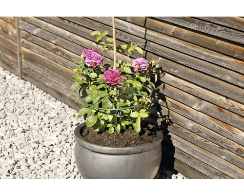 Staudenhalter FloraSelf Kunststoff Ø 30 Cm 3 Stk 4 Staudenhalter FloraSelf Kunststoff Ø 30 Cm 3 Stk – Bild 2