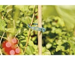 Pflanzenbinder FloraSelf Kunststoff 14 Cm 50 Stk -Hornbach Gartenmarkt DV 8 7531964 04 4c DE 20181217205331