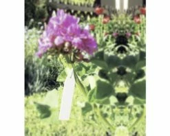 Pflanzenschilder FloraSelf Kunststoff 25 Stk 7 Pflanzenschilder FloraSelf Kunststoff 25 Stk -Hornbach Gartenmarkt DV 8 7531969 02 4c DE 20181217211658
