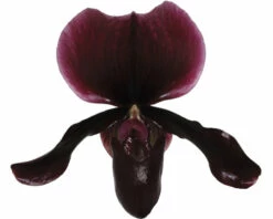 Venusschuh, Frauenschuh-Orchidee FloraSelf Paphiopedilum 'Black Jack' H 30-35 Cm Ø 9 Cm Topf 7 Venusschuh, Frauenschuh-Orchidee FloraSelf Paphiopedilum 'Black Jack' H 30-35 Cm Ø 9 Cm Topf -Hornbach Gartenmarkt DV 8 7565818 01 4c NL 20220602084756