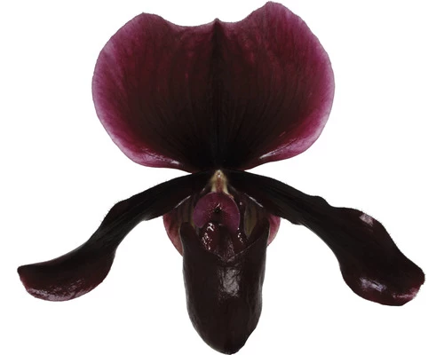 Venusschuh, Frauenschuh-Orchidee FloraSelf Paphiopedilum 'Black Jack' H 30-35 Cm Ø 9 Cm Topf 5 Venusschuh, Frauenschuh-Orchidee FloraSelf Paphiopedilum 'Black Jack' H 30-35 Cm Ø 9 Cm Topf – Bild 3