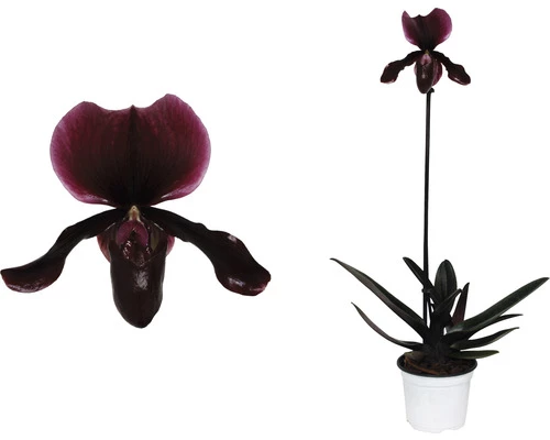 Venusschuh, Frauenschuh-Orchidee FloraSelf Paphiopedilum 'Black Jack' H 30-35 Cm Ø 9 Cm Topf 4 Venusschuh, Frauenschuh-Orchidee FloraSelf Paphiopedilum 'Black Jack' H 30-35 Cm Ø 9 Cm Topf – Bild 2