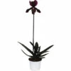 Venusschuh, Frauenschuh-Orchidee FloraSelf Paphiopedilum 'Black Jack' H 30-35 Cm Ø 9 Cm Topf
