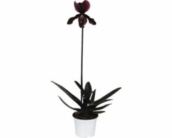 Venusschuh, Frauenschuh-Orchidee FloraSelf Paphiopedilum 'Black Jack' H 30-35 Cm Ø 9 Cm Topf