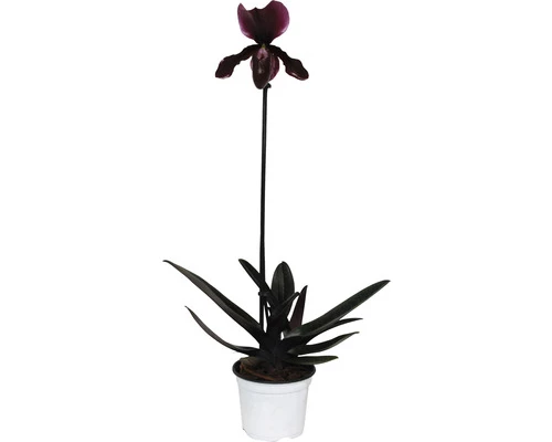 Venusschuh, Frauenschuh-Orchidee FloraSelf Paphiopedilum 'Black Jack' H 30-35 Cm Ø 9 Cm Topf 3 Venusschuh, Frauenschuh-Orchidee FloraSelf Paphiopedilum 'Black Jack' H 30-35 Cm Ø 9 Cm Topf