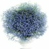 Männertreu FloraSelf Lobelia Erinus Ø 12 Cm Topf -Hornbach Gartenmarkt DV 8 7589849 02 4c DE 20190323211651