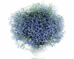 Männertreu FloraSelf Lobelia Erinus Ø 12 Cm Topf