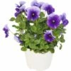 Hornveilchen FloraSelf Viola Cornuta Ø 12 Cm Topf Sortiert 1 Hornveilchen FloraSelf Viola Cornuta Ø 12 Cm Topf Sortiert -Hornbach Gartenmarkt DV 8 7589864 13 4c DE 20190323211651