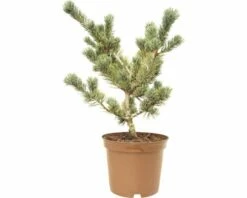 Bonsai-Mädchenkiefer FloraSelf Pinus Parviflora 'Pentaphylla Glauca' H 25-30 Cm Co 3 L -Hornbach Gartenmarkt DV 8 7595429 01 4c DE 20190125134752