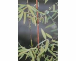 Jadebambus, Roter Gartenbambus FloraSelf Fargesia Species 'Jiuzhaigou 1' H 80-100 Cm Co 10 L 10 Jadebambus, Roter Gartenbambus FloraSelf Fargesia Species 'Jiuzhaigou 1' H 80-100 Cm Co 10 L -Hornbach Gartenmarkt DV 8 7618553 01 4c DE 20221014141659