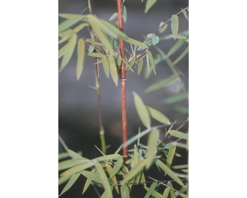 Jadebambus, Roter Gartenbambus FloraSelf Fargesia Species 'Jiuzhaigou 1' H 80-100 Cm Co 10 L 6 Jadebambus, Roter Gartenbambus FloraSelf Fargesia Species 'Jiuzhaigou 1' H 80-100 Cm Co 10 L – Bild 4