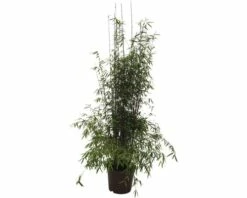 Jadebambus, Roter Gartenbambus FloraSelf Fargesia Species 'Jiuzhaigou 1' H 80-100 Cm Co 10 L 9 Jadebambus, Roter Gartenbambus FloraSelf Fargesia Species 'Jiuzhaigou 1' H 80-100 Cm Co 10 L -Hornbach Gartenmarkt DV 8 7618553 03 4c DE 20201214074755