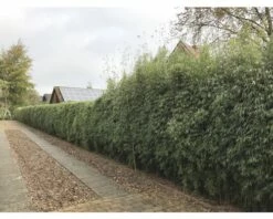 Jadebambus, Roter Gartenbambus FloraSelf Fargesia Species 'Jiuzhaigou 1' H 80-100 Cm Co 10 L