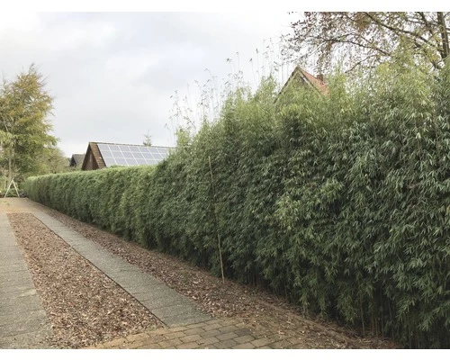 Jadebambus, Roter Gartenbambus FloraSelf Fargesia Species 'Jiuzhaigou 1' H 80-100 Cm Co 10 L 3 Jadebambus, Roter Gartenbambus FloraSelf Fargesia Species 'Jiuzhaigou 1' H 80-100 Cm Co 10 L