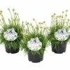 Grasnelke ROCKCollection FloraSelf Armeria Maritima H 5-15 Cm T 13 Cm Rosa, Weiß -Hornbach Gartenmarkt DV 8 7634777 01 4c DE 20220701124655