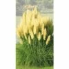 Pampasgras FloraSelf Cortaderia Selloana 'Evita' H 15-80 Cm Co 6 L -Hornbach Gartenmarkt DV 8 7655370 01 4c DE 20210113091758 1