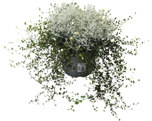 Drahtstrauch FloraSelf Muehlenbeckia Axillaris, Calocephalus Brownii Ø 11 Cm Topf 3 Drahtstrauch FloraSelf Muehlenbeckia Axillaris, Calocephalus Brownii Ø 11 Cm Topf