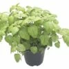 Zitronenmelisse FloraSelf Melissa Officinales 'Relax' Ø 12 Cm Topf -Hornbach Gartenmarkt DV 8 7832769 03 4c DE 20190227094659